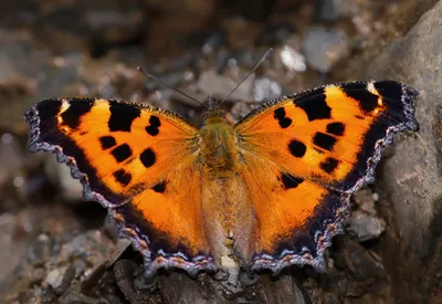 Уникальные кадры бабочек для любого размера экрана