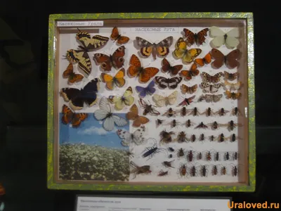 Самые восхитительные фото бабочек всех видов
