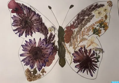 Фото, отражающие красоту бабочек всех видов