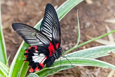 Изумительные снимки бабочек в различных форматах