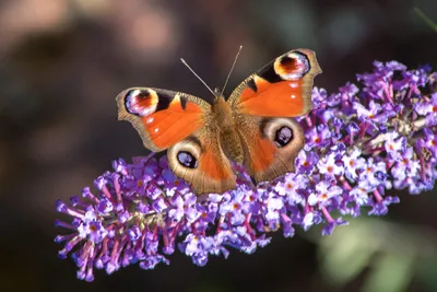 Удивительные фото бабочек для вдохновения