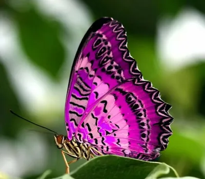 Фотографии прекрасных бабочек мира