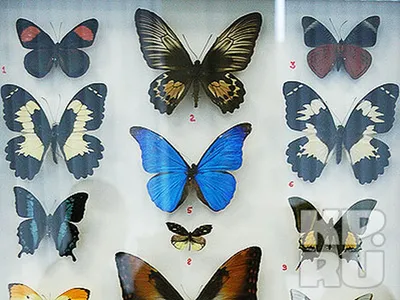 Фотографии бабочек, создающие волшебную атмосферу