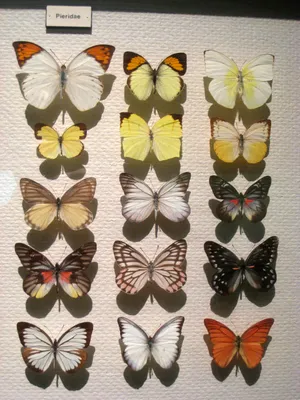 Интересные фото бабочек для любителей природы