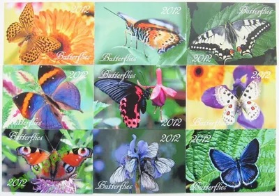 Изумительные бабочки во всей своей красе