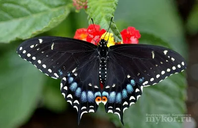 Очаровательные фотографии бабочек мира для просмотра