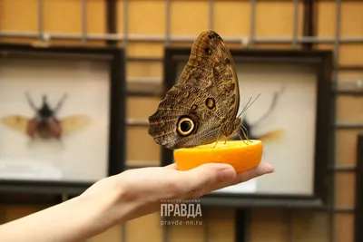Потрясающие изображения фантастических бабочек
