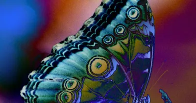 Уникальные кадры бабочек в разных размерах