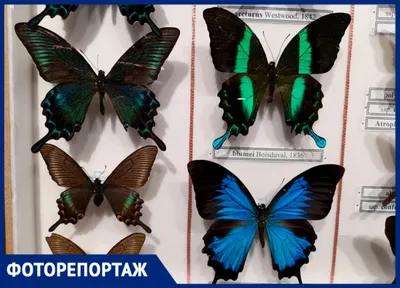 Коллекция уникальных изображений разнообразных видов бабочек