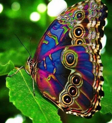 Очаровательные фотографии бабочек для вдохновения