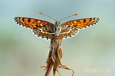 Фотографии диковинных бабочек, создающих волшебство
