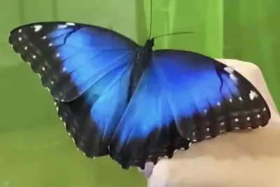 Фото всех видов бабочек в разных размерах экрана