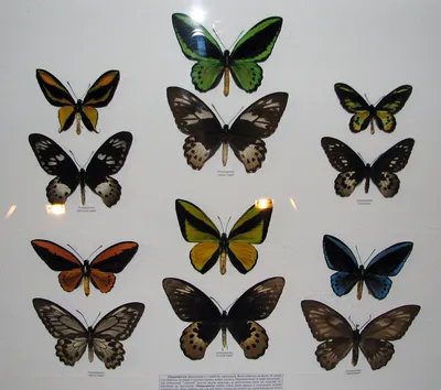 Уникальные кадры бабочек для полного восприятия их красоты