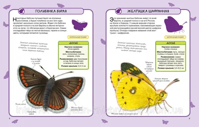 Снимки бабочек большого размера для полного представления