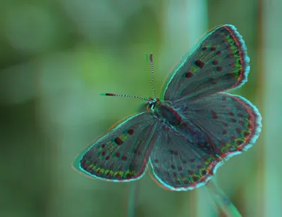 Снятые с фантастическим мастерством фото бабочек всех видов