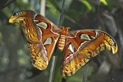 Замечательные изображения бабочек для скачивания и наслаждения