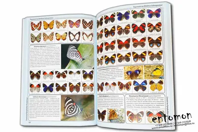 Изображения бабочек во всех размерах для скачивания