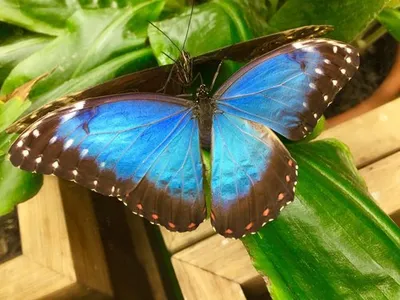 Магические фотографии самых красивых бабочек во всей их красе