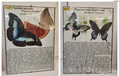 Фото, отражающие красоту разнообразия бабочек всех видов