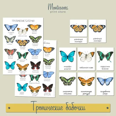 Изумительные снимки бабочек в различных форматах изображения