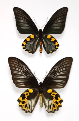 Очаровательные кадры прекрасных бабочек мира для погружения