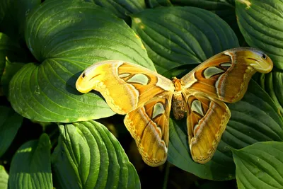 Фантастические снимки редких видов бабочек для удивления