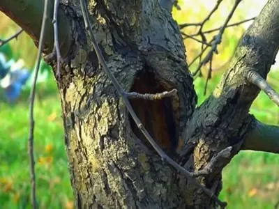 Природные великаны: Внушительные фото деревьев