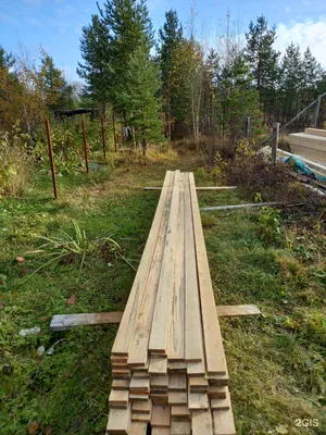 Фото молодого дерева с зеленой листвой