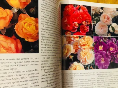 Фото, приковывающие взгляд: розы разных размеров