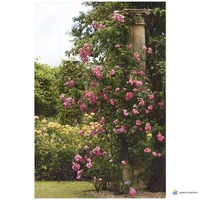 Фото роскошных роз с опцией выбора формата