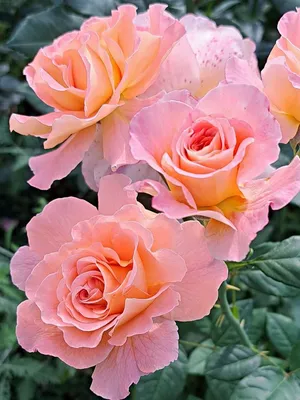 Фотографии прекрасных роз в высоком разрешении