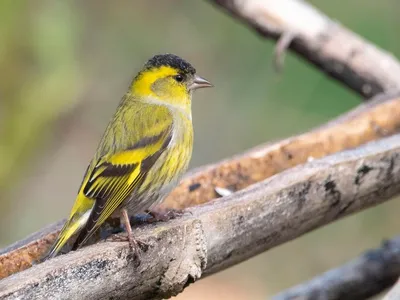 Полная коллекция фотографий птиц Украины для исследования