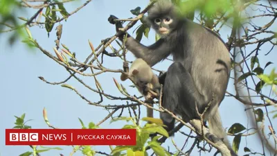 В мире обезьян: за кадром повседневной жизни