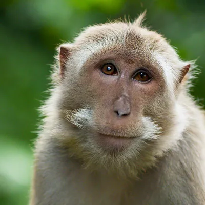 Исследование поведения обезьян: взгляд изнутри
