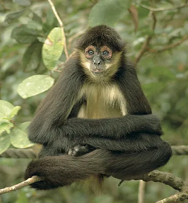 Фотк обезьян в стиле гиф: захватывающее движение.