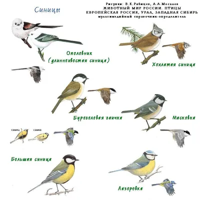 Фото: все виды птиц на ваш выбор