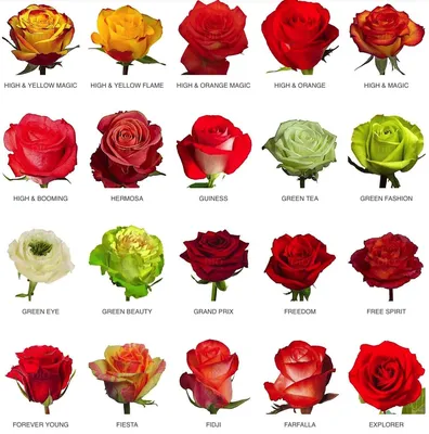 Все виды роз на одной странице в разных размерах и форматах