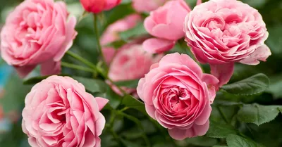 Коллекция изображений роз - выбирайте великолепие в нужном формате