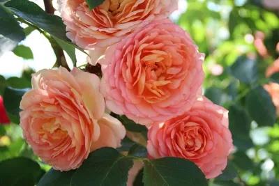 Фото всех видов роз в разных размерах и форматах - выбирайте любимое
