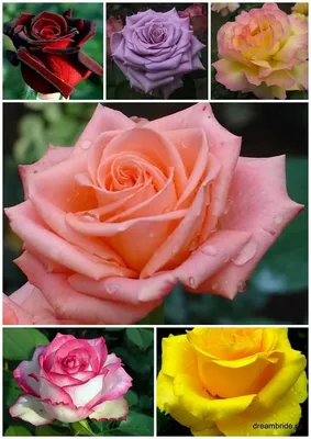 Увлекательная подборка фотокартинок роз во всех вариантах