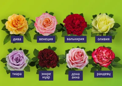 Изысканные фотографии роз во всех размерах - выбор за вами