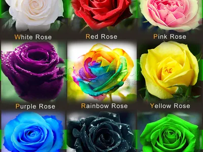 Высококачественные картинки роз во всех форматах - выберите подходящий