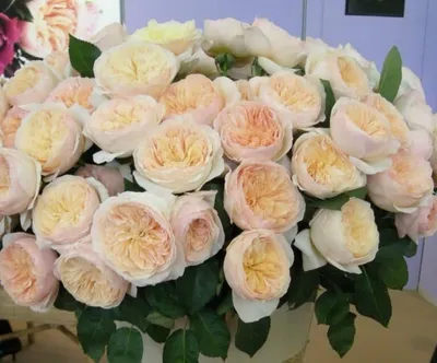 Фото всех видов роз в разных размерах и форматах - выберите своё любимое
