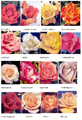 Все виды роз на одной странице - выбирайте изображение по вкусу