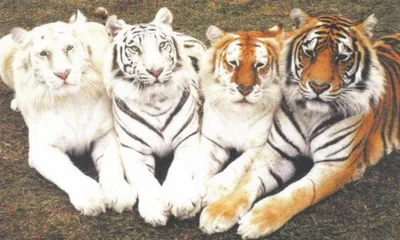 Фотографии различных видов тигров в формате png