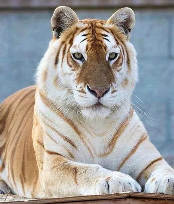Фотки тигров в разных форматах: jpg, png, webp