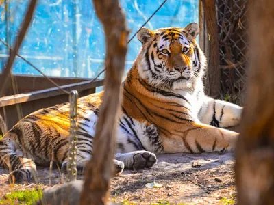 Фото тигров: уникальные изображения