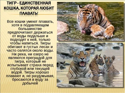 Незабываемые фотографии тигров всех видов