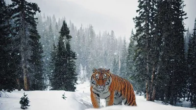 Уникальные фото тигров на ваш выбор