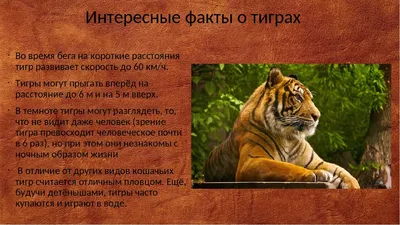 Фотографии и картинки различных видов тигров